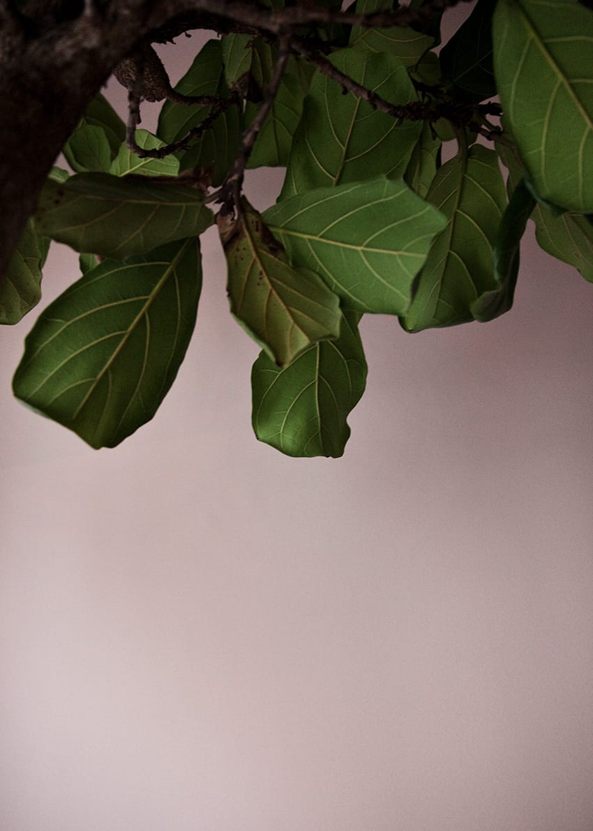 Print Poster | Green Leaves 50x70