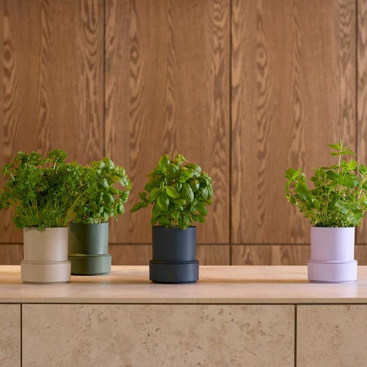 Kräutertopf Billund Self Watering Pot | Blueberry