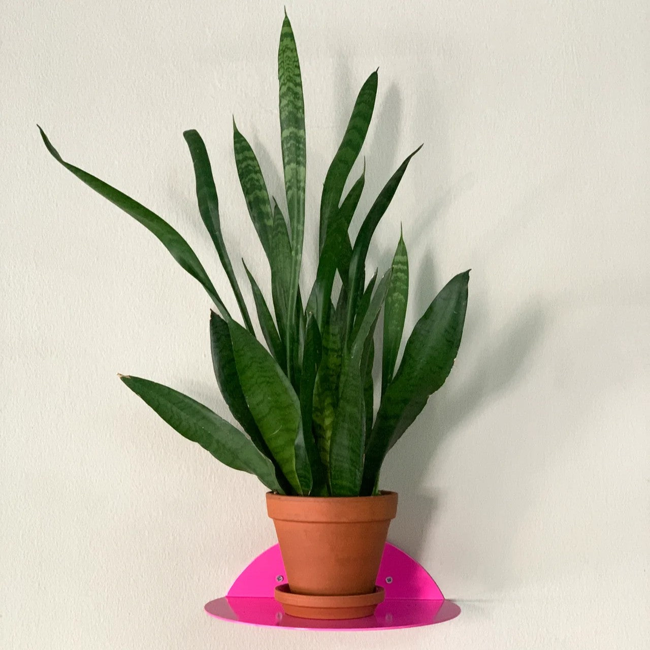 Kolor Wandregal Dot in Neon Pink bei Frau Rabe im Concept Store Die Halle
